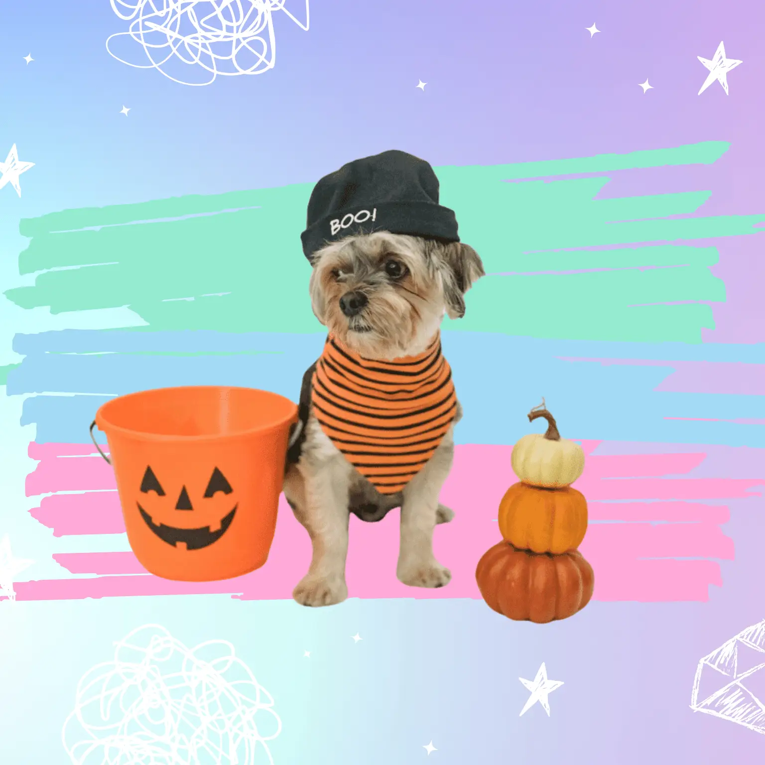 Dog with pumpkin and Halloween bucket for his dog safe carob bean chocolate