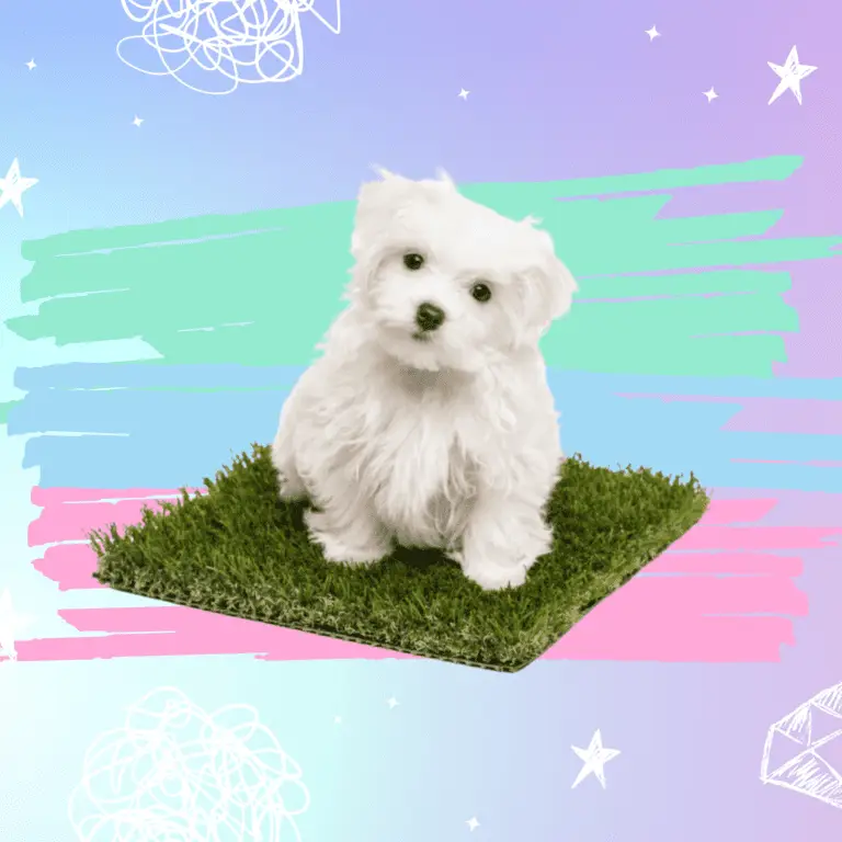 Dog sat on artificial grass featured in an article about the pros and cons of artificial grass