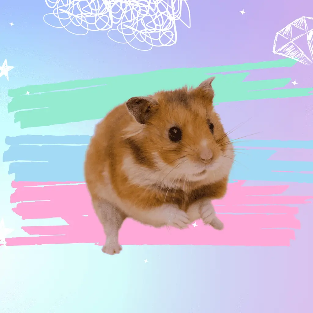 Hamster featured in a guide to owning and caring for a hamster