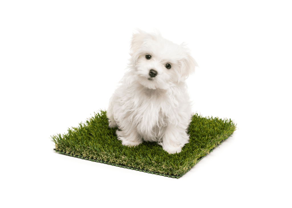 pros and cons of artificial grass with dogs