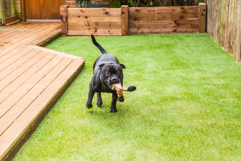Pros and cons of artificial grass with dogs