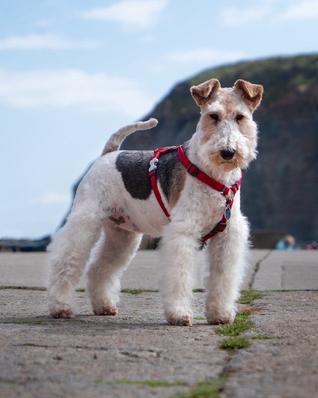 The wire fox terrier is at risk of extinction - picture of the wire fox terrier