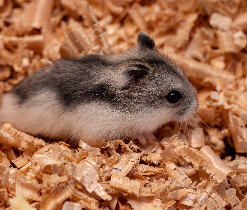 roborovski hamster in ultimate guide to owning and caring for a hamster