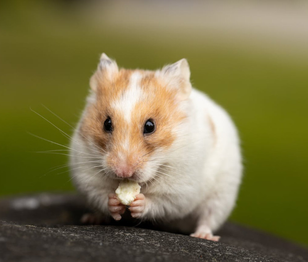 Syrian hamster in the ultimate guide to owning a hamster