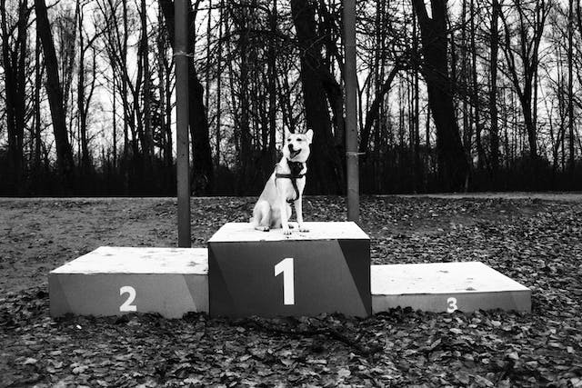Dog on the podium in blog about the advantages of having a blog post to increase website traffic