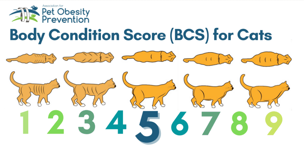 Body condition score for cats to make sure your cat is not chonky, overweight or obese