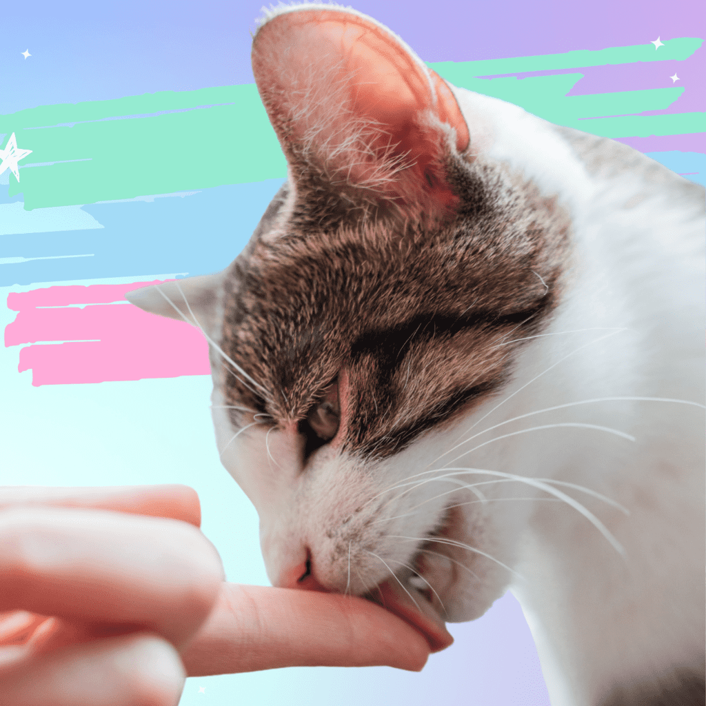 Cat licking someone's finger