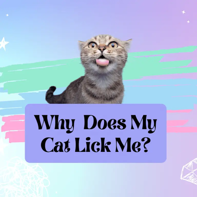 Tabby cat with his tongue poked out standing on top of a sign that says 'Why does my cat lick me?'