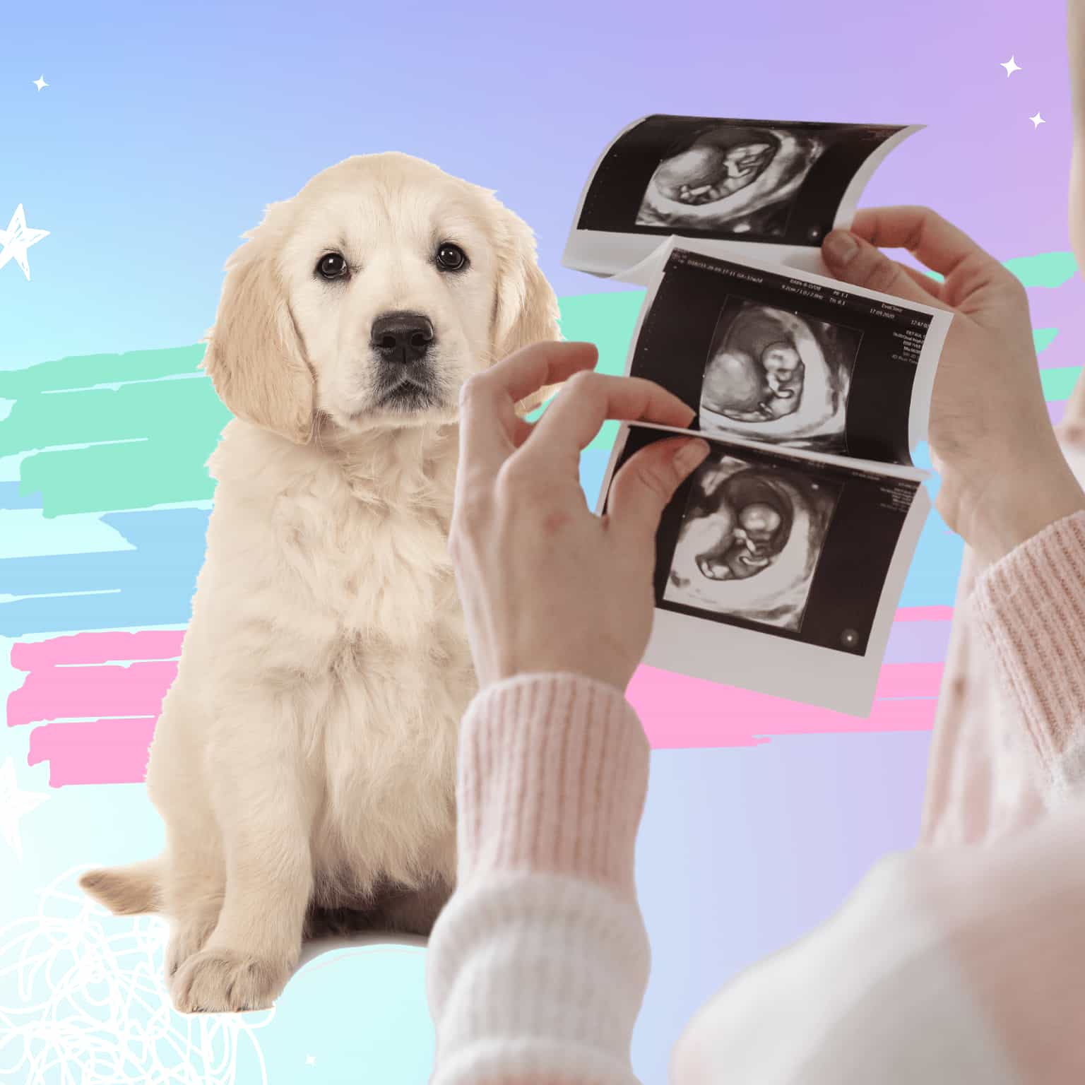 A woman is holding 3 baby scan pictures by a golden retriever. Does the dog sense pregnancy?