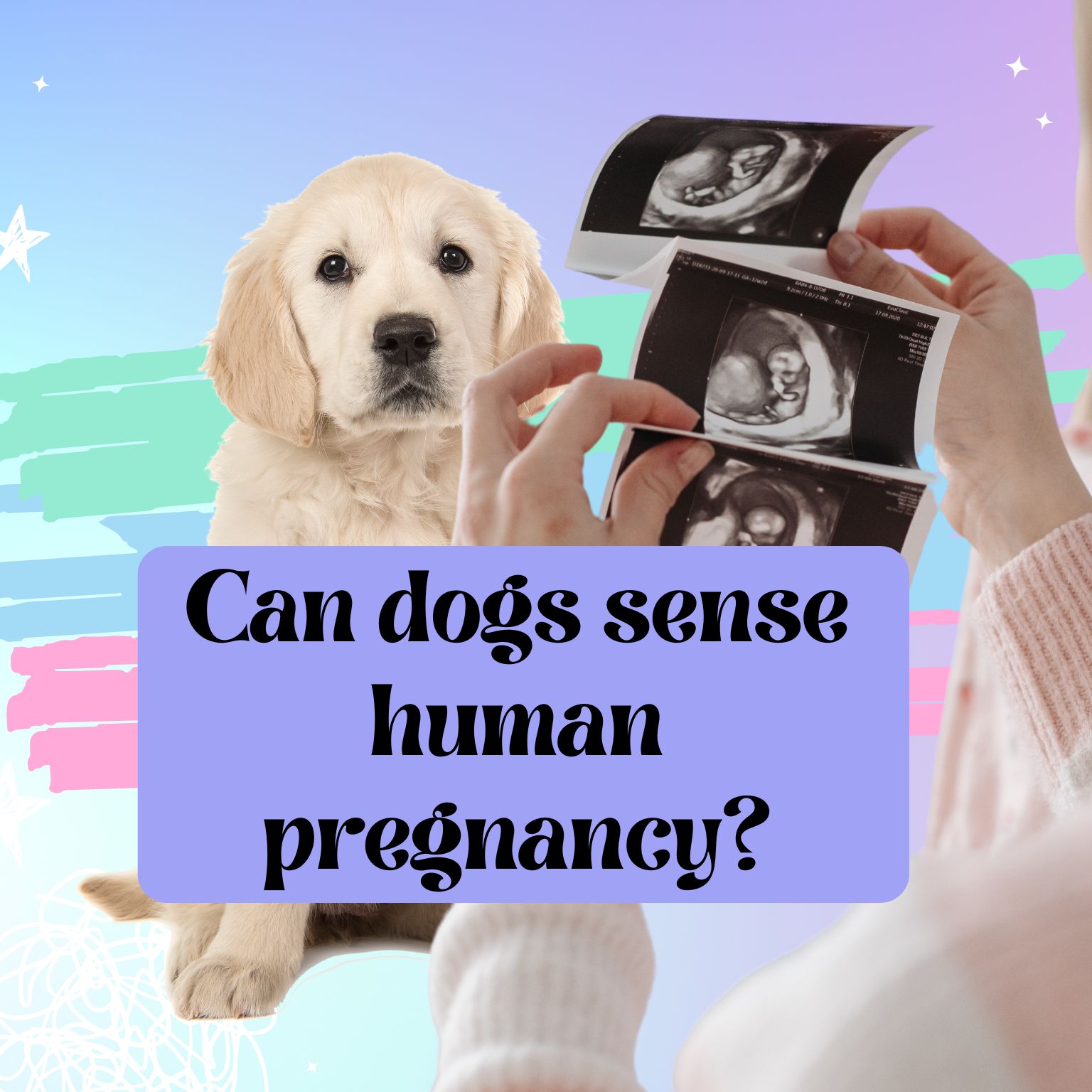 Can dogs sense human pregnancy. Golden retriever by woman holding pregnancy scan photos