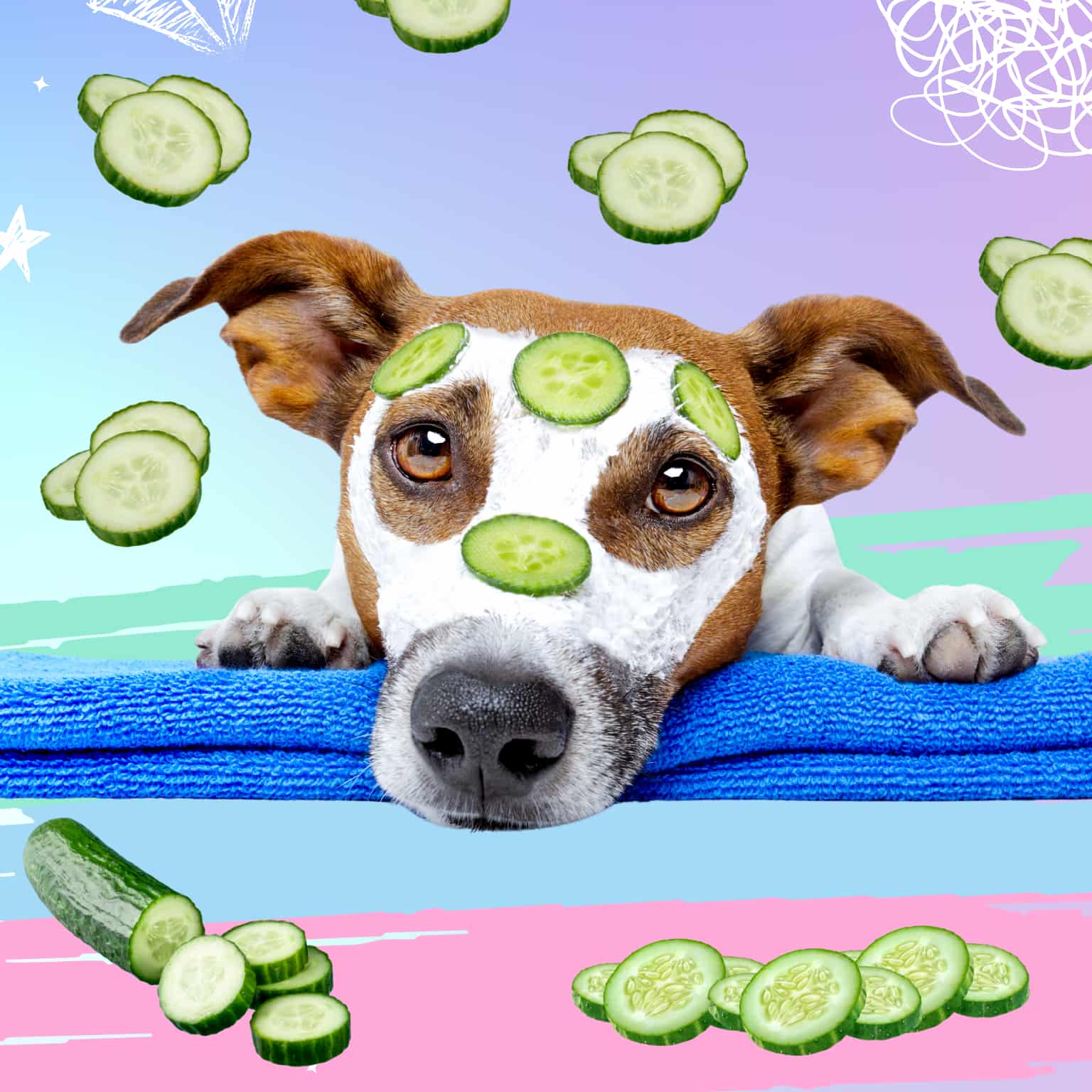 Dog with cucumbers on his face