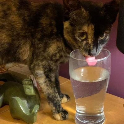 The Writer's Cat is drinking out of a glass of water. She is the cat of Pixie Greatorex, blog content writer in the pet niche and pet industry
